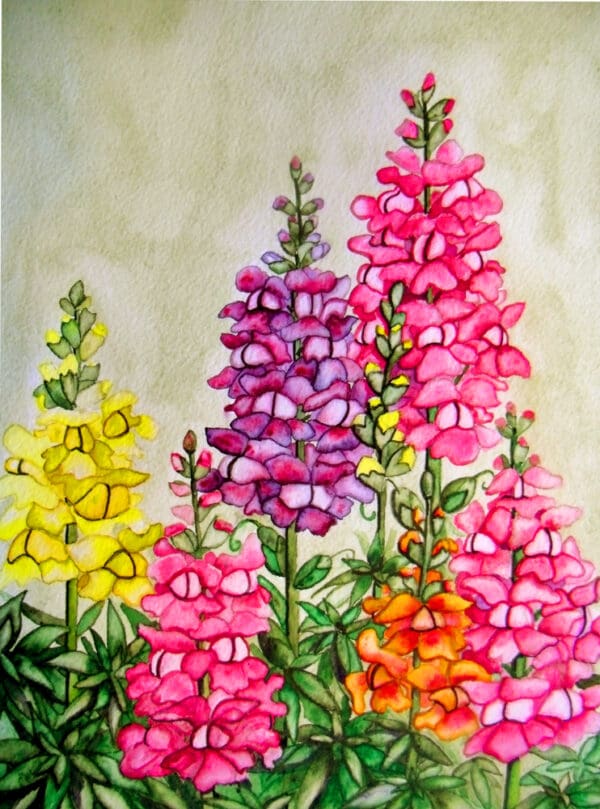 Snapdragons