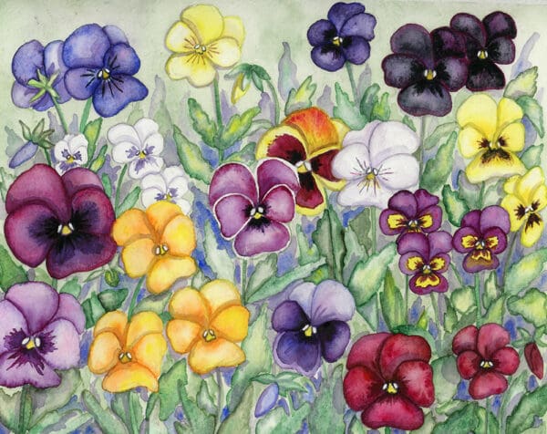 Pansy Plethora